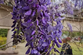 紫藤花香扑面来图片