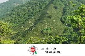 信阳毛尖“守”艺人伍德军：手工炒茶35载  只为做好一杯茶图片
