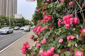 西安主干道上月季花正盛 美到你了吗图片