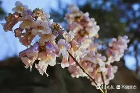 青未了/难舍一树桐花香图片