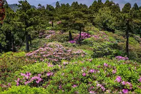 华顶杜鹃：一树千花竞开放 一眼千年醉游人图片