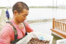 投放虾苗图片
