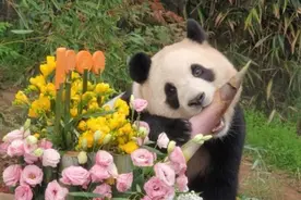 【网连世界】集万千宠爱于一身！拥有最多玩具的大熊猫“福宝”图片