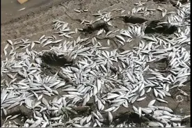 河南杞县一河段大量野生鱼浮头死亡，部分群众捡回家食用，当地环保局介入调查图片