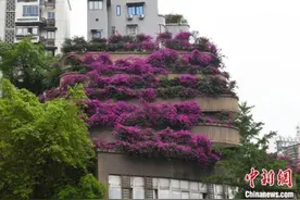 重庆一大楼穿上“花衣裳” 三角梅环绕美不胜收图片