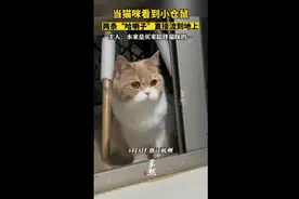 当猫咪看到小仓鼠两条“哈喇子”流到地上，主人：是陪伴猫咪的图片