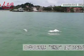 中华白海豚“巡游”厦门鼓浪屿图片