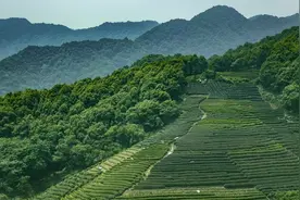 狮峰龙井茶的天时地利人和图片