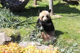 实地探访法国博瓦勒动物园，看看即将回国的大熊猫“圆梦”图片
