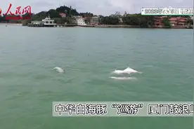 转发好运！厦门鼓浪屿现中华白海豚图片