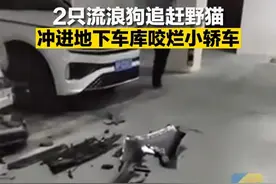野猫被追赶躲进车底，两只大狗疯狂撕烂车头，离奇车损该谁赔？图片