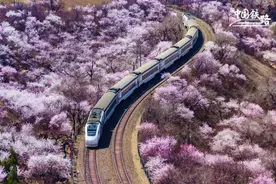 花海列车，限定风景！图片
