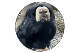 就想问，南京动物园究竟有多少不正经动物？图片
