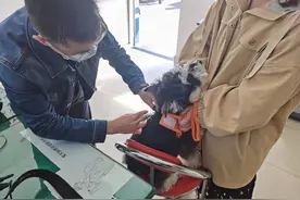 @“毛孩子”爸妈，松江这23家宠物医院可提供“免疫+办证”一门式服务→图片