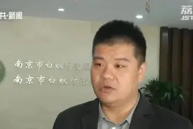 分飞高峰期来临！家中出现白蚁应区别处理图片