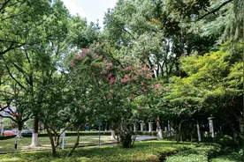 门庭不大、名气不小，紫藤花下、香风留人图片