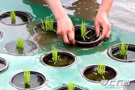 水上种稻技术输出达2800亩!这个望城农民厉害了!图片