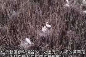 新疆伊犁河谷：芦苇湿地成候鸟家园图片