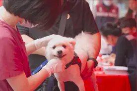 狂犬病高发季到来，家里养宠物的速看！图片