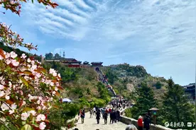 壹图集｜却道海棠依旧！五月，来泰山赴一场海棠盛宴图片