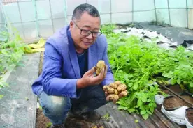 不用土壤也能种出土豆黄瓜番茄来 六横种粮大户让市民吃上绿色食品图片