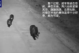 熊出没请注意！野生黑熊一家“闪现”吉林延边图片