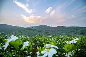 第四届中国·宁乡（喻家坳）栀子花文化旅游节系列活动正式启动图片