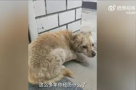 狗狗失踪7年后回家主人煮饺子庆团圆图片