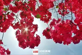 五月天 成都大街小巷绽放着热情似火的三角梅 姹紫嫣红分外好看｜图集图片