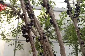 长在树上的“葡萄”图片