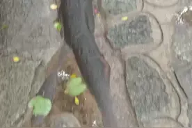 落地生根的榕树图片