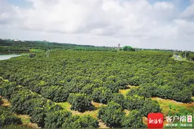 海南周刊｜荔红三门坡图片