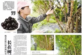 图集|一口爆汁！它是水果界的“拼命三郎”，在梅县区浒洲村丰收了图片