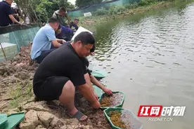 300万只澳洲淡水龙虾落户大通湖图片
