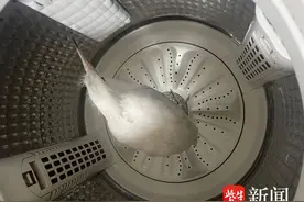 受伤小白鹭误入居民家门口，警民联手救助送往动物园图片