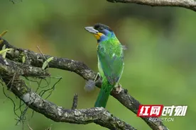 小溪自然保护区发现湘西鸟类新纪录——黑眉拟啄木鸟图片