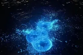 近日刷屏的“蓝眼泪”，有毒吗？图片