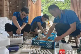 从果树到舌尖，只需一张快递单！苏州东山枇杷大量上市图片