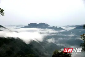 永顺朗溪：让青钱叶变“金钱柳”图片