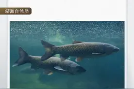 湖湘自然历 | 鱼翔浅底④是谁，“宅”在家里吃螺蛳？图片