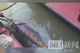 40岁的“厚福”，世界唯一人工环境生存的野生中华鲟，9年前在武汉被救影像首次公布！图片