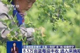 8.5万亩蓝莓迎丰收！是否新鲜要看这层“外衣”图片