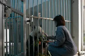 香港女孩陪熊猫相亲嫁到四川图片