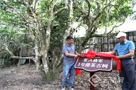 5·21国际茶日 西双版纳保护古茶树在行动图片