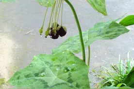 可爱极了！这些茂名人的“邻居”，是时候介绍给大家了！图片
