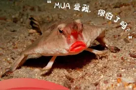 叮！“神奇动物”表情包已送达，今天务必查收图片