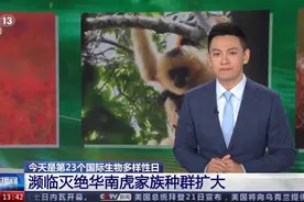 种群再扩大！华南虎保护又有好消息图片