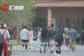 “中国有约”国际媒体采访团走进大熊猫基地，萌萌国宝成焦点图片