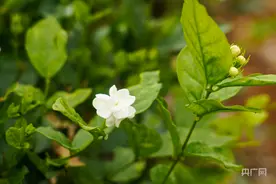 好一朵横州茉莉花 花农采花忙图片