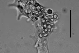 马里亚纳海沟邻近海区发现新“虫虫”！照片曝光图片